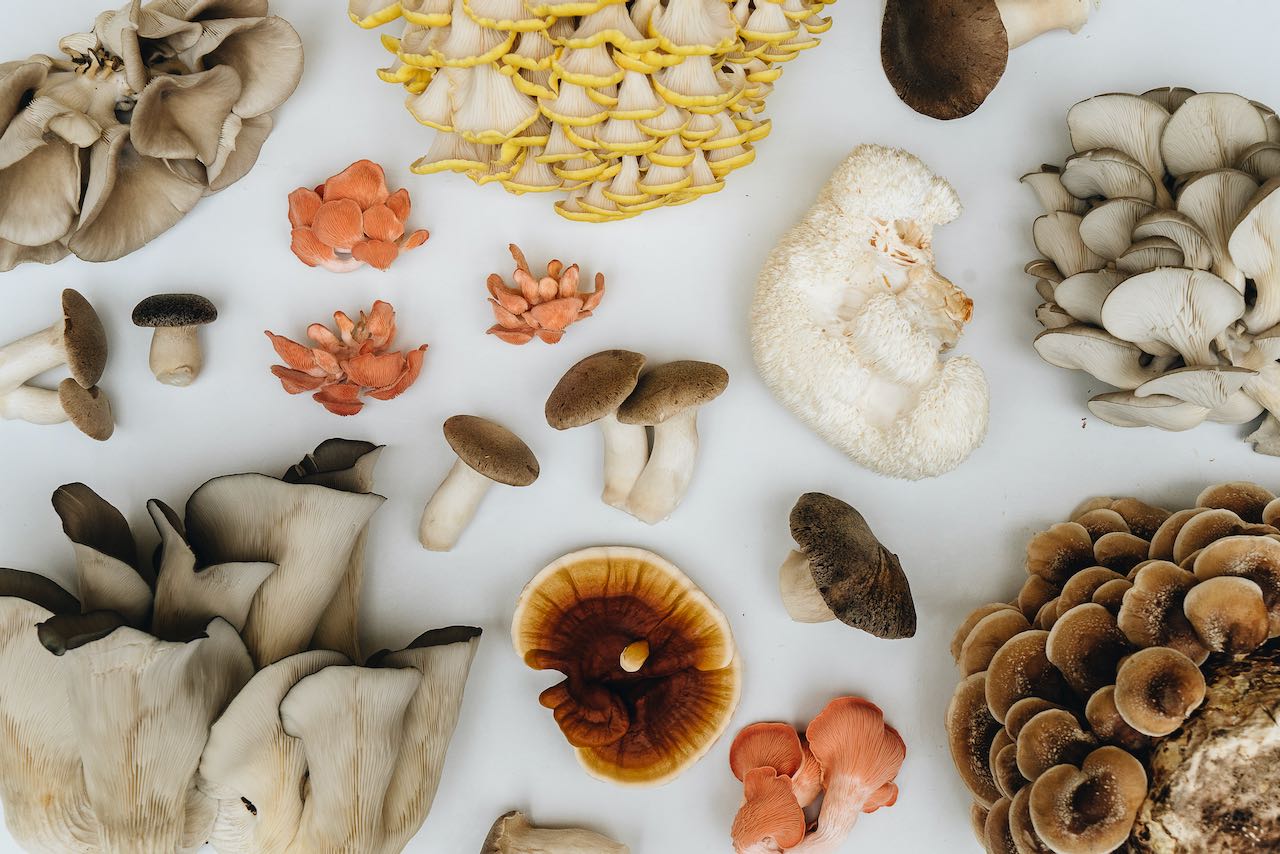 Functional Mushrooms: Why Reishi, Chaga & Lion’s Mane Matter
