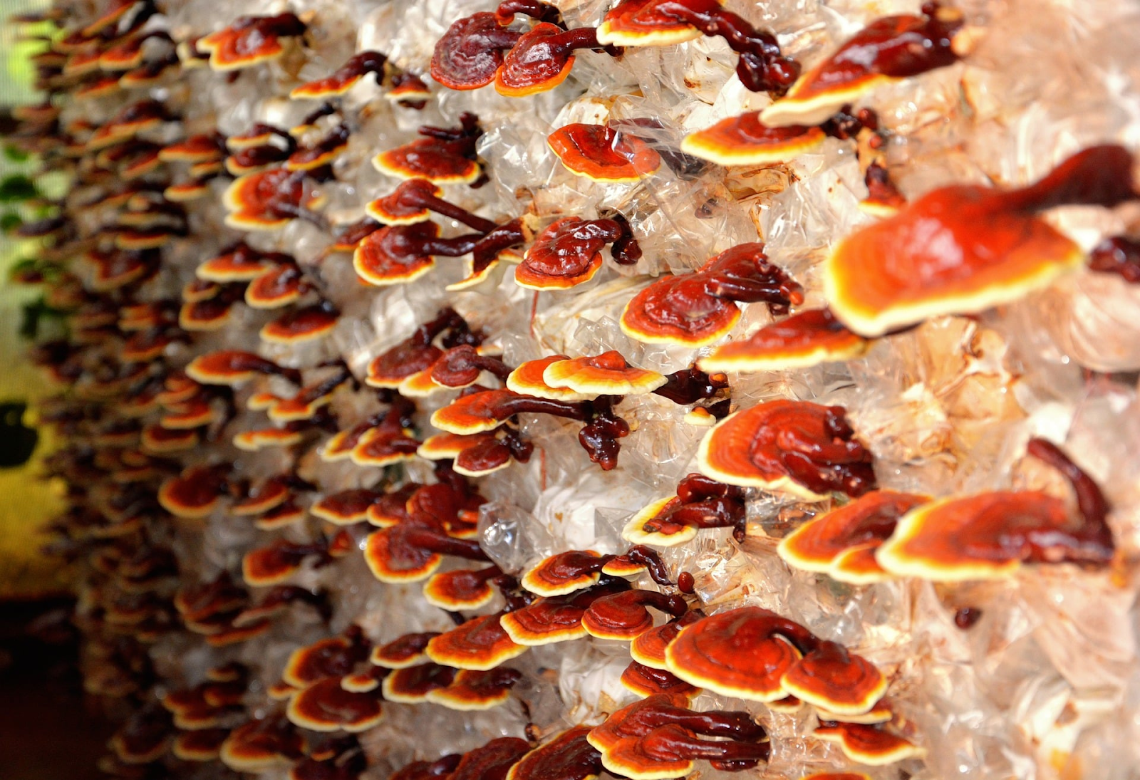 Demystifying the Healing Properties of Reishi Mushroom Gummies