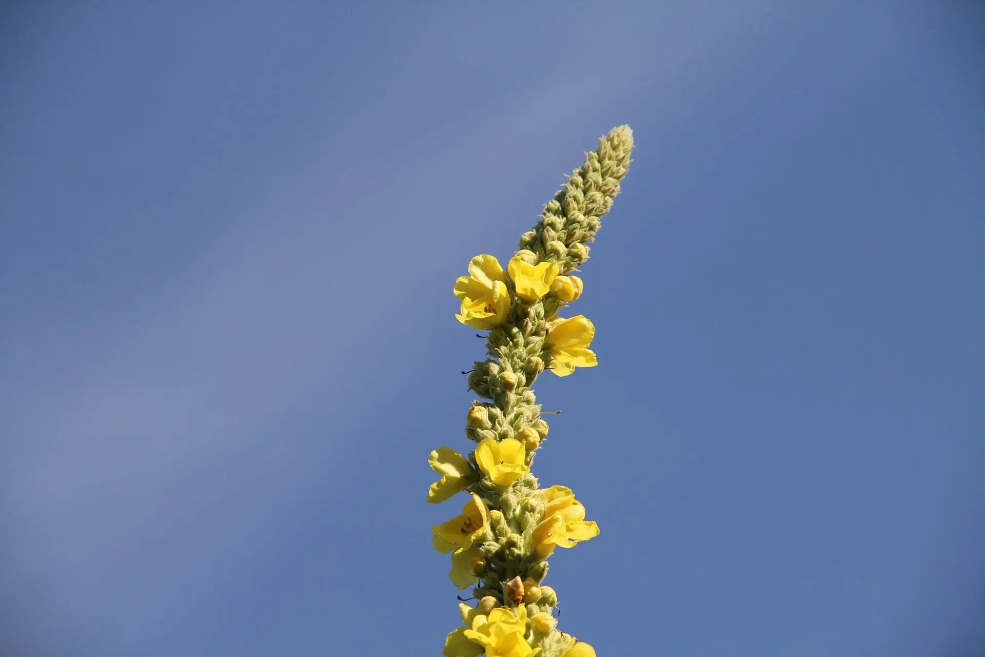 Mullein-for-lungs-everything-you-need-to-know KIKI Green
