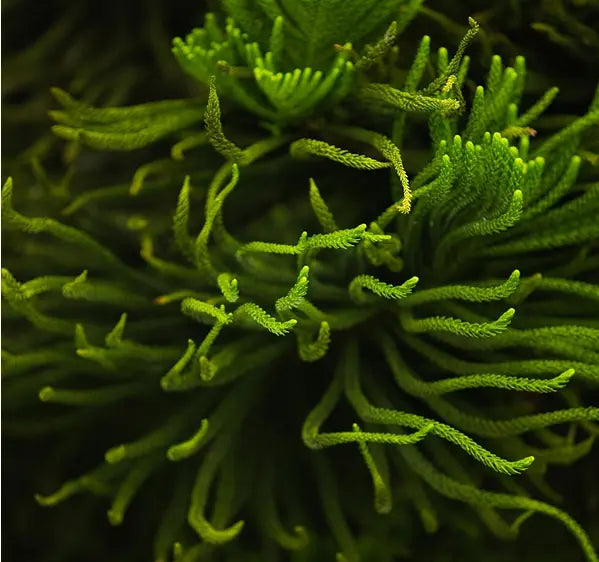 Irish Sea Moss