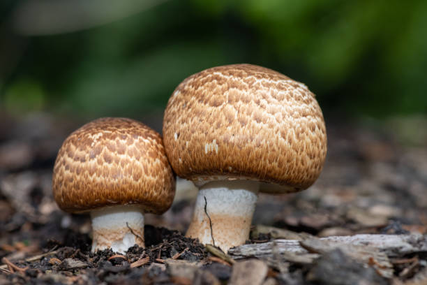 Agaricus Blazei