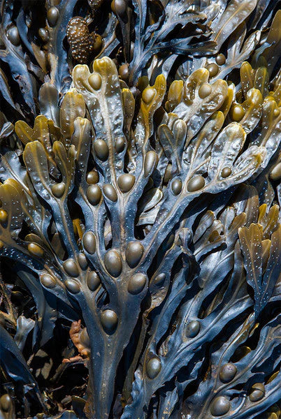 Bladderwrack