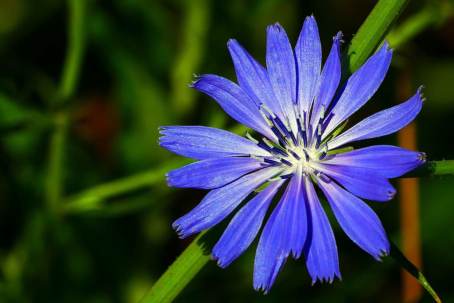 Roasted Chicory