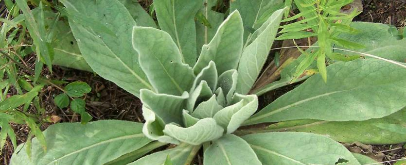 Ultimate Guide to Mullein Leaf