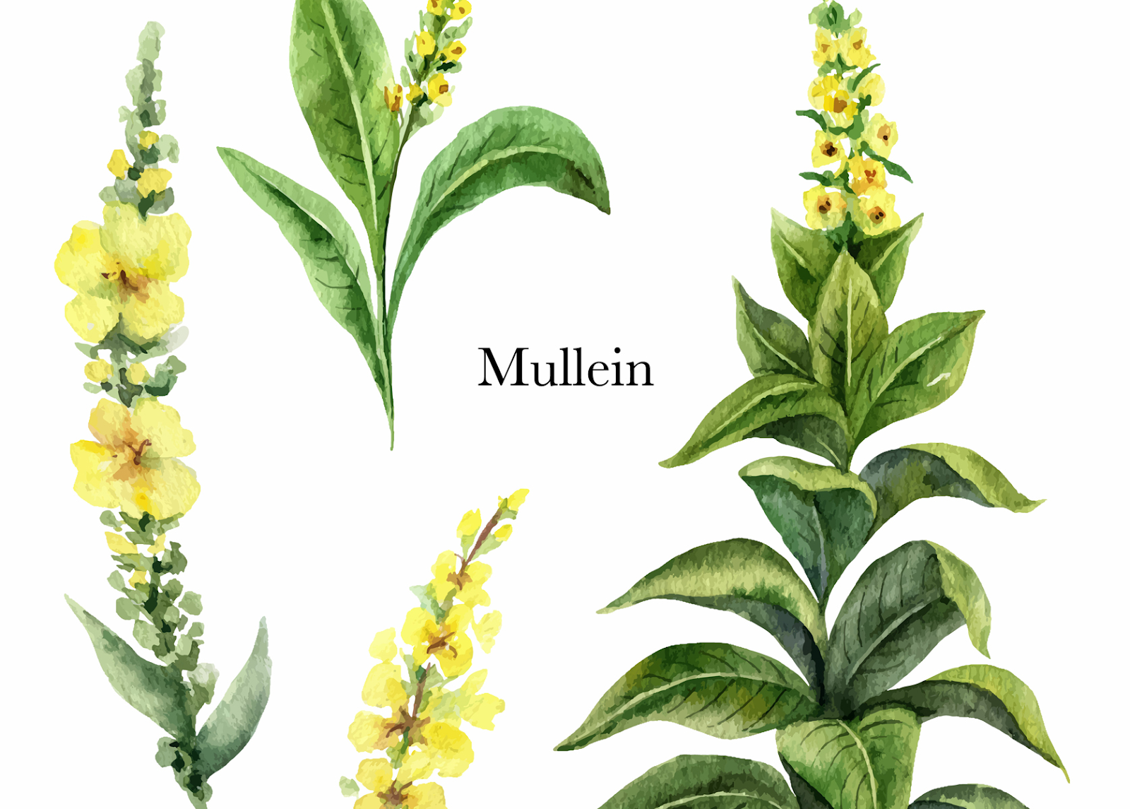 Discover the Lesser-Known Medicinal Properties of Mullein Leaf