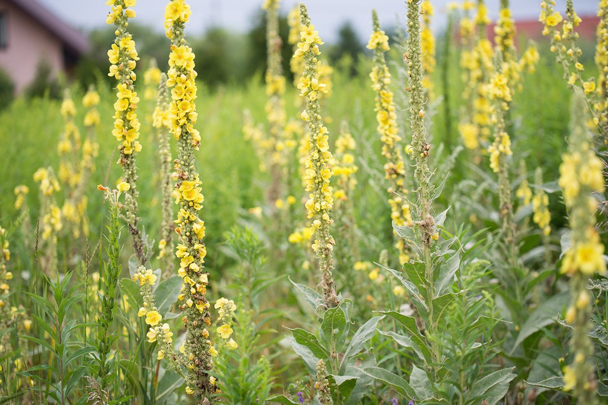 The Hidden Powers of Mullein Leaf: Unmasking its Anti-Inflammatory Qualities and Their Uses
