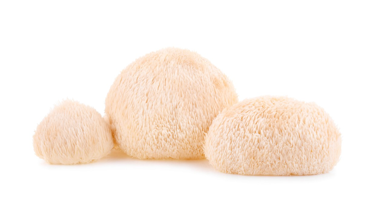 Exploring the Incredible Impact of Lion's Mane Mushroom Gummies on Cognitive Wellbeing