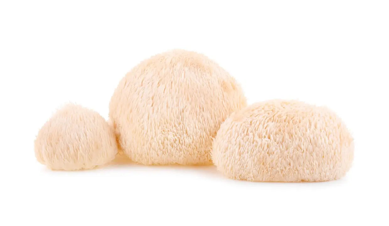 Exploring the Incredible Impact of Lion's Mane Mushroom Gummies on Cognitive Wellbeing