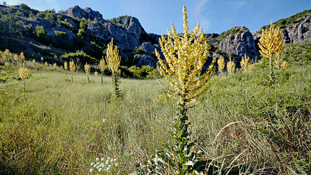 Exploring the History and Folklore Surrounding Mullein Leaf