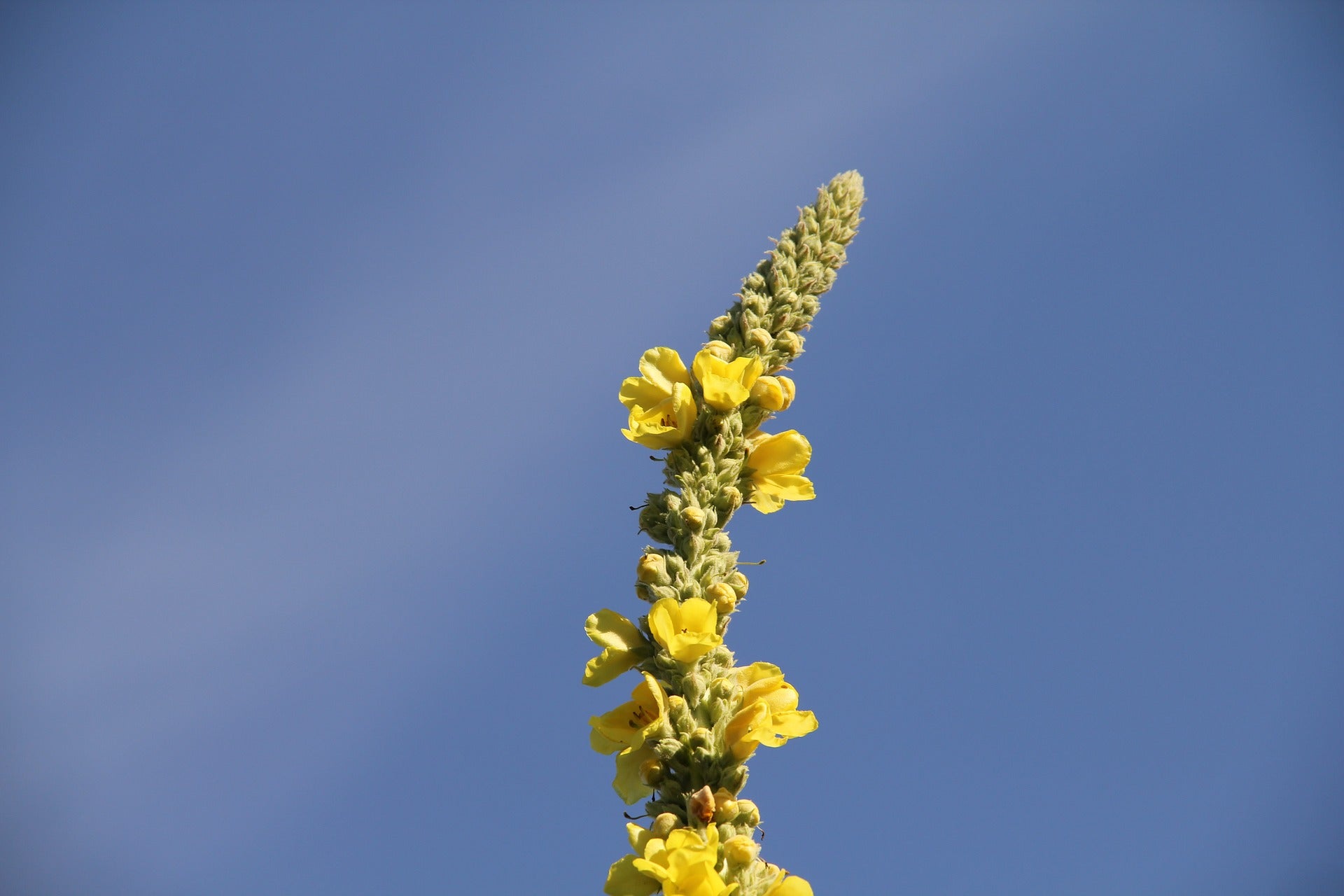 Mullein for lungs – everything you need to know