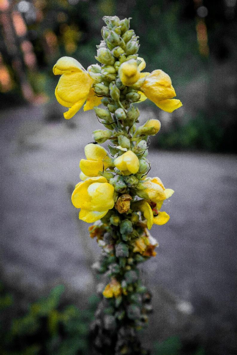How Mullein Tea Works to Improve Your Health