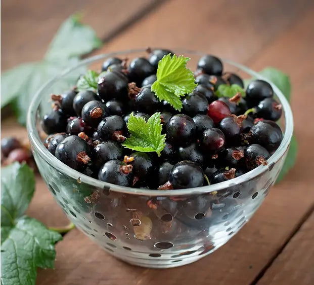 Elderberry Extract