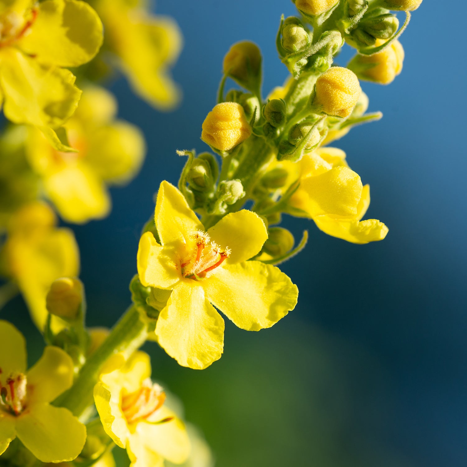 Mullein Leaf