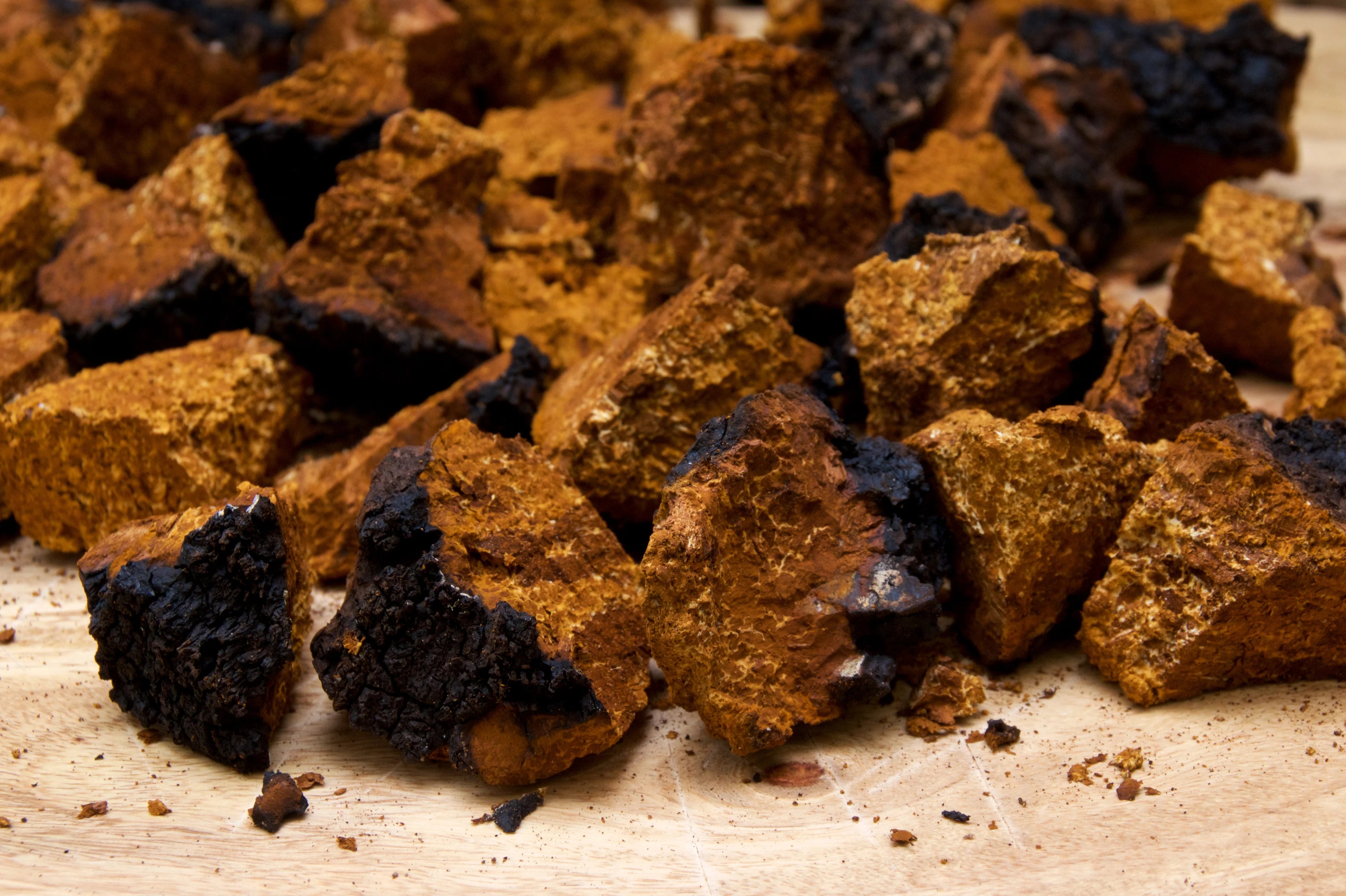 Chaga
