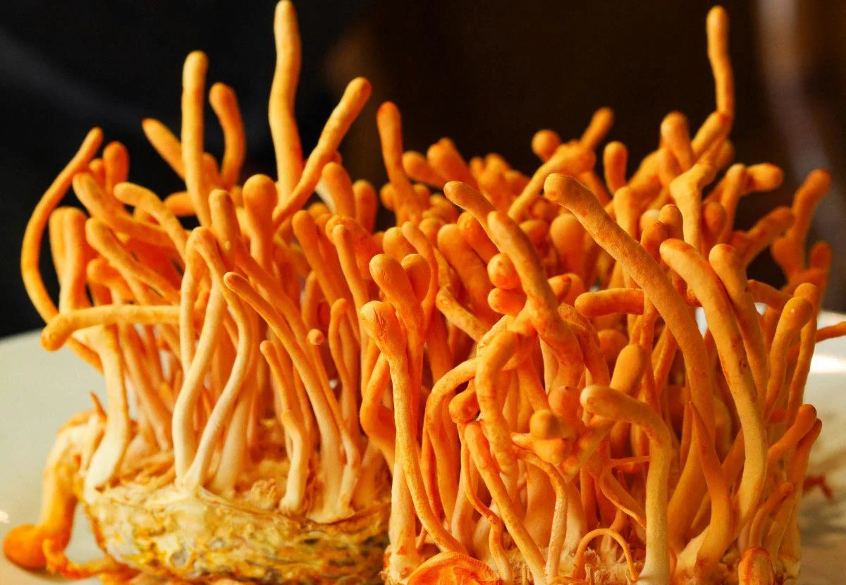 Cordyceps