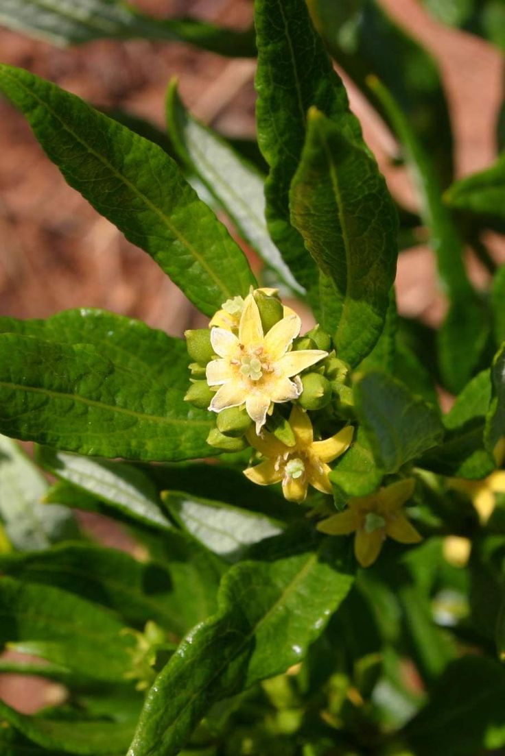 Fadogia Agrestis
