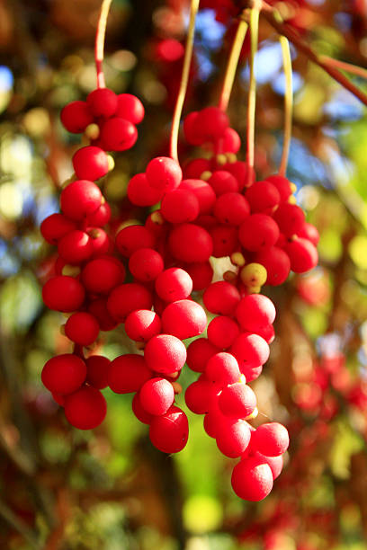 Schisandra