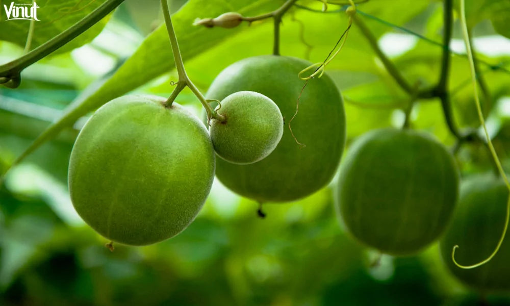 Monk Fruit