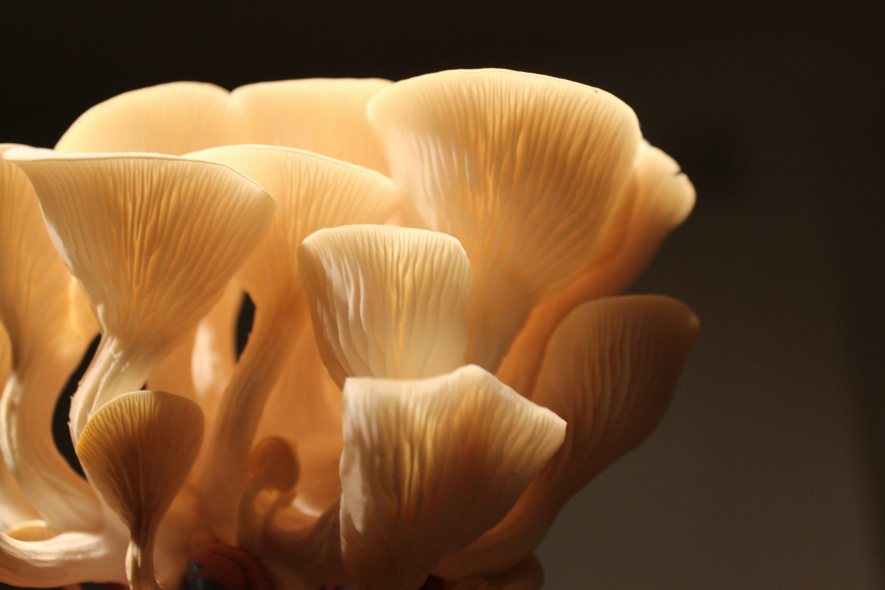 Oyster