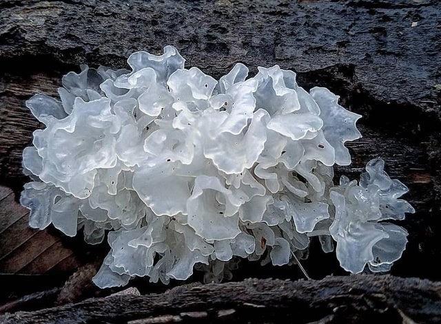 Tremella