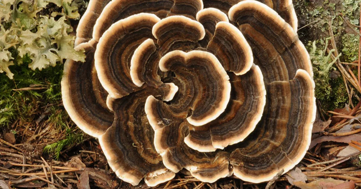 Turkey Tail